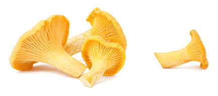творожный сыр с лесными грибами